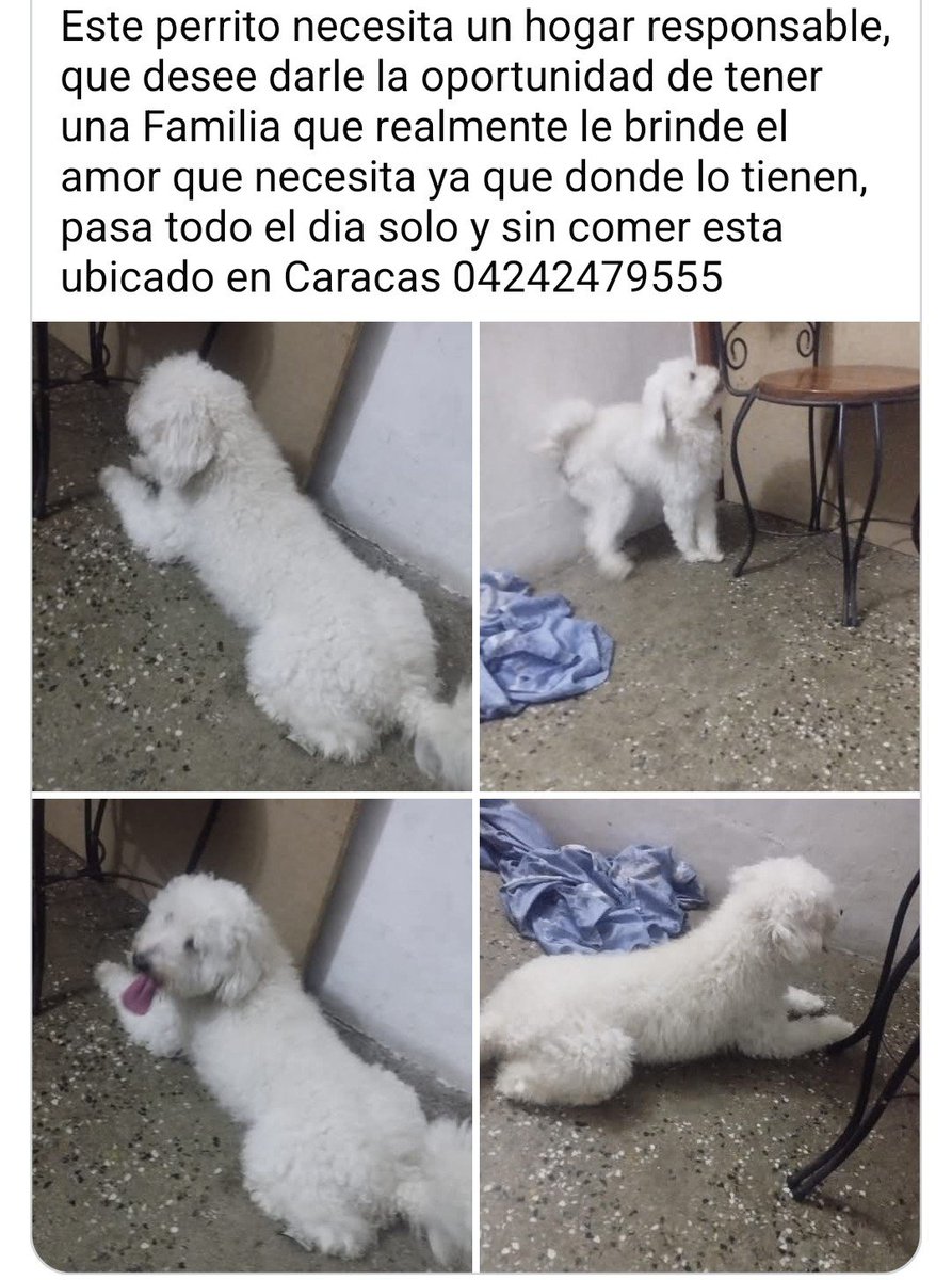 PerroUsuario's tweet photo. Busca un hogar amoroso y responsable. Caracas https://t.co/WaluRUjJqI