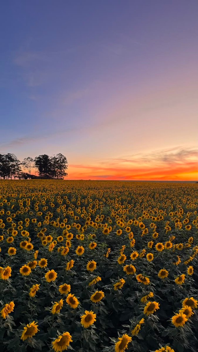 sunflowerchives's tweet photo. Happy place🌻 https://t.co/vFSMICiEef