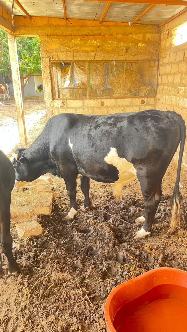 LamaneJuuf's tweet photo. Géniteur disponible ou plus #18safar #holstein https://t.co/956myFEHWs