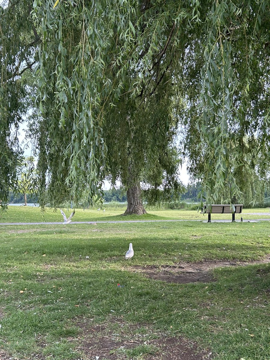 b6rbi's tweet photo. i spent yesterday surrounded by weeping willow trees https://t.co/nsjHnc1qMl