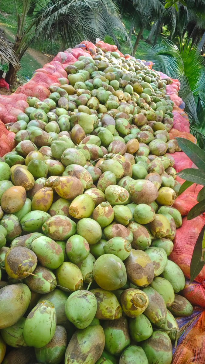 singraju4's tweet photo. We have tender coconuts &amp; coconuts 1st quality &amp; 2nd quality any requerment let me know we can supply from AP &amp; TN +91 8143447361 https://t.co/YOOAPHAT8Q