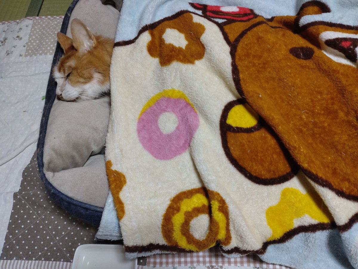 umCT8PZxUw8CWqX's tweet photo. 17日、夜。私たち夫婦に囲まれ20年の猫生を終えました。
18日、荼毘に付す。
サスケ、うちに来てくれてありがとう。まだそこに居るような気がしてならない。 https://t.co/8XuCLWki1G