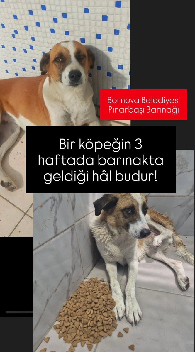 meneymn's tweet photo. Yazık değil mi bu canlara?Onların Yaşadığı Umutsuzluğu,Yanlızlığı, Çaresizliği yaşamadan ölmek nasip olmasın.. https://t.co/rnLsH0hS7a
