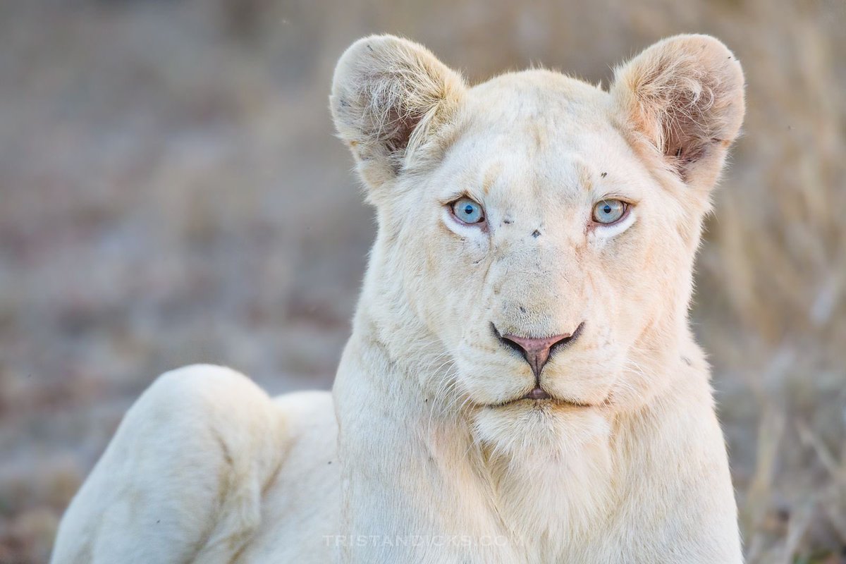 Meike 🦋🦁🩷 White Tiger Fairy tweet media