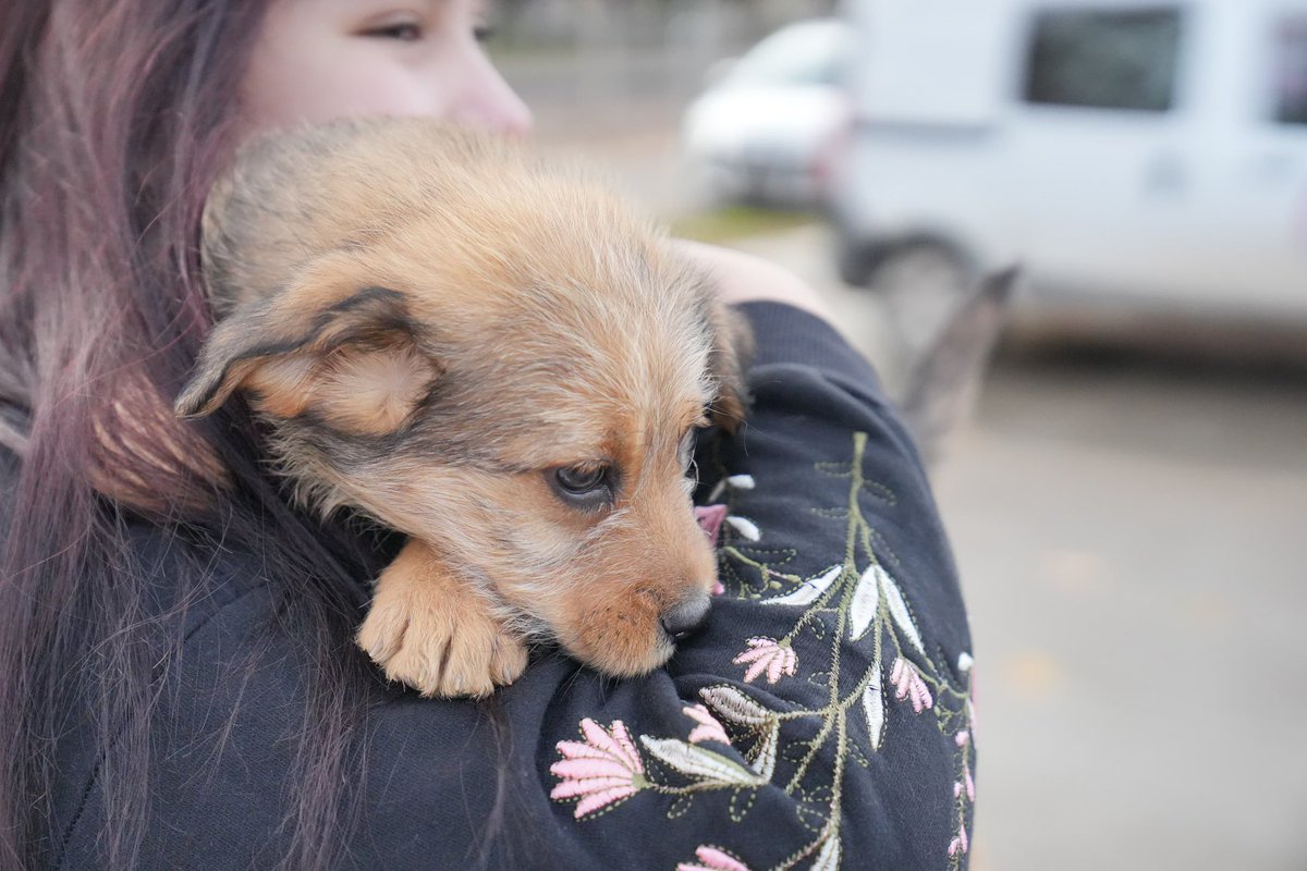 GiovanettL's tweet photo. Sábado de #VacacionesEnLaCiudad más #FeriaAdopcionResponsable 🐈🐕 en el #PaseoHeroesDeMalvinas junto a los niños y niñas que pasean por la #CiudadDeNeuquen
@DDHH_RI_CI @munineuquen https://t.co/m1BVt0x4v0