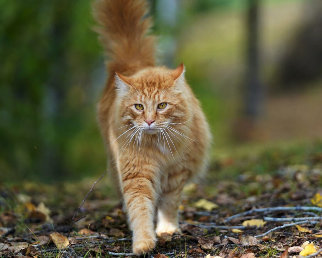 TheBabyCashCat's tweet photo. The cat is ready to conquer the charts๐
#Robinhood #hoodfun #Memecoin https://t.co/3TFFuc7BHJ