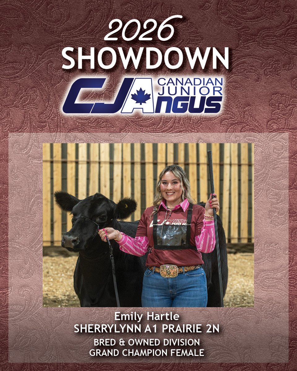 cdnangus's tweet photo. Congratulations to Emily Hartle for winning Grand Champion Female in the Bred and Owned Division with Sherrylynn A1 Prairie 2N and Anna Enright for winning Reserve Grand Champion Female with EF Primrose 2637. #cdnangus #canadianjuniorangus #Showdown2026 https://t.co/Y9dlCVRKtf