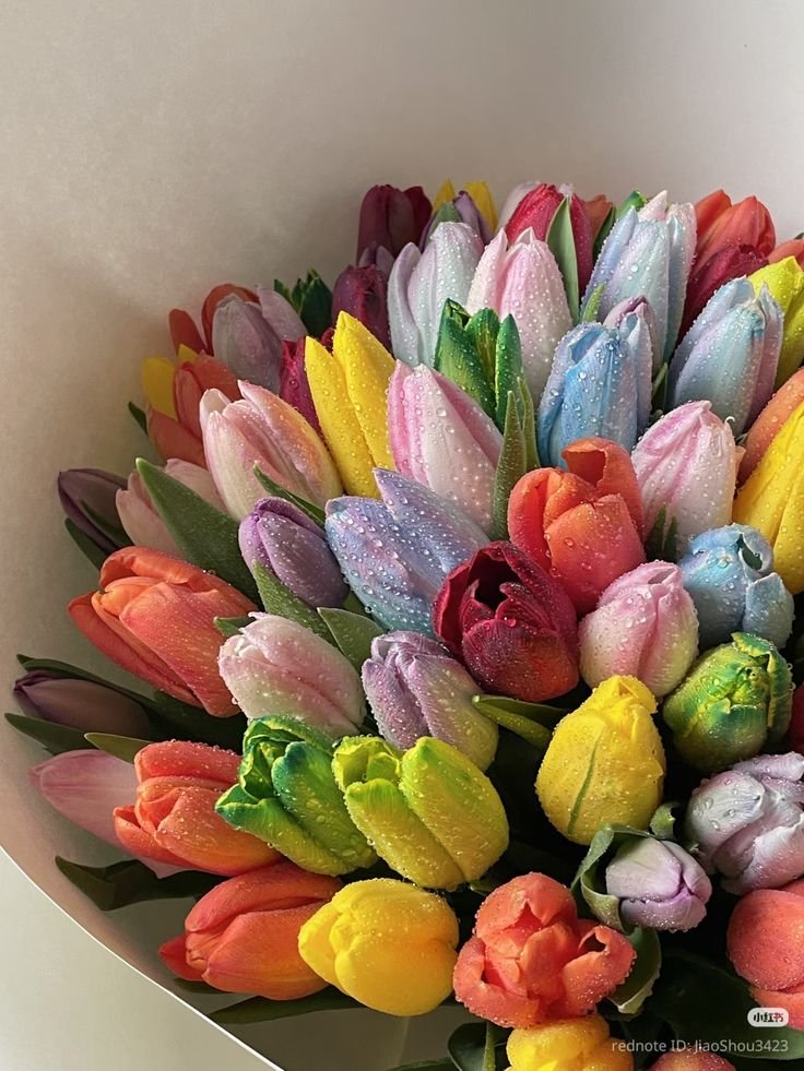 dreamyflowerrs's tweet photo. colorful tulips https://t.co/w80qg2ylMF