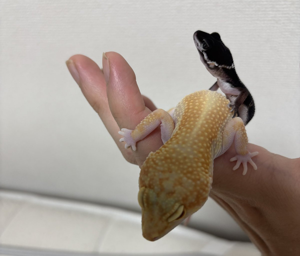 abe_barcom's tweet photo. お仕事終わりの癒しタイム
仲良さそうで良かったです😊
今季もラストスパートなのでより良い店舗目指して頑張っていきましょう！ https://t.co/FLCnkijHXD