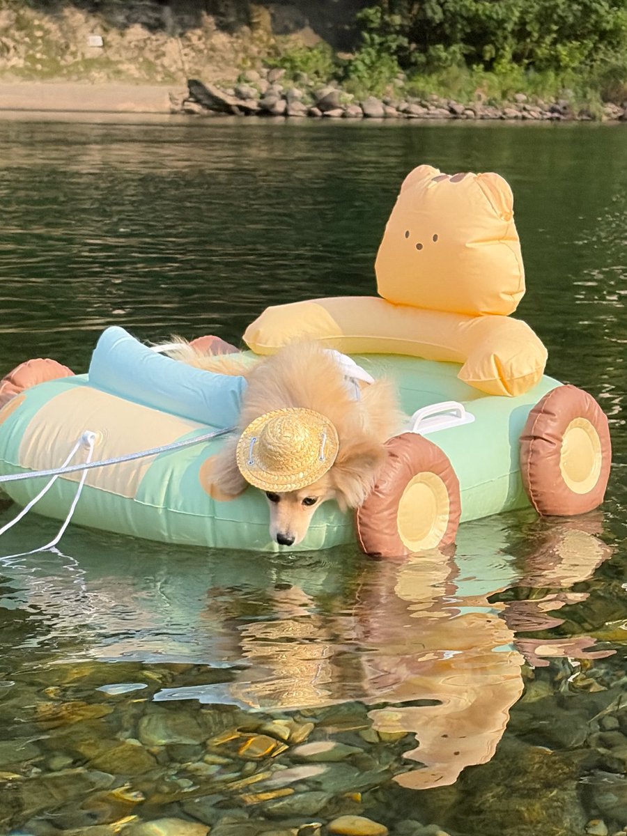 onikugohan411's tweet photo. ボクの夏休み🍉🌻
川の中に魚を発見しました！
マグロだったと思います🐟
ママに食べちゃダメよと言われたので
見るだけにしました
来年は絶対食べたいと思います！

につけ

#夏 
#犬 
#犬のいる暮らし https://t.co/0uzykQUrxV
