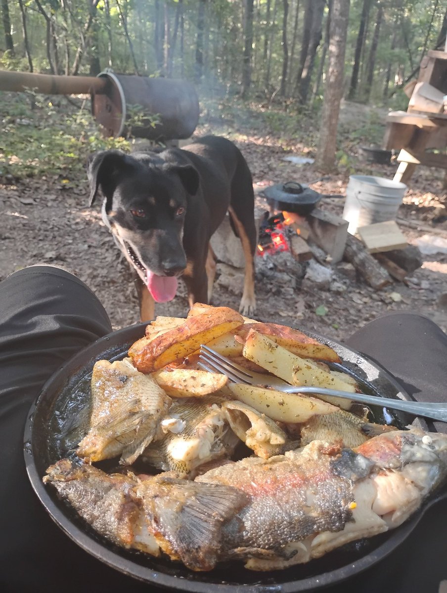 Grantoffgrid54's tweet photo. Fresh caught fish and fries on the fire! Bailey is to interested! https://t.co/H5MRw6RQHl