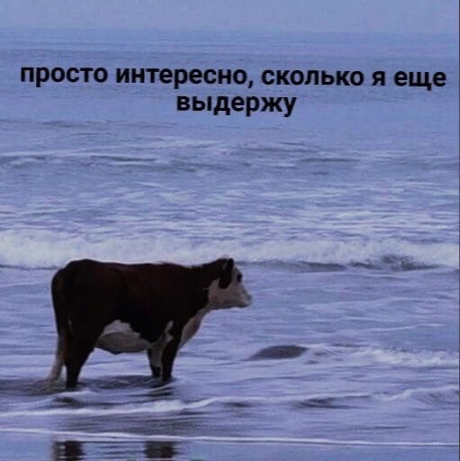 dead_morality's tweet photo. К сожалению эти два мема слишком хорошо описывают мою личную жизнь. https://t.co/iPmcCthEZU