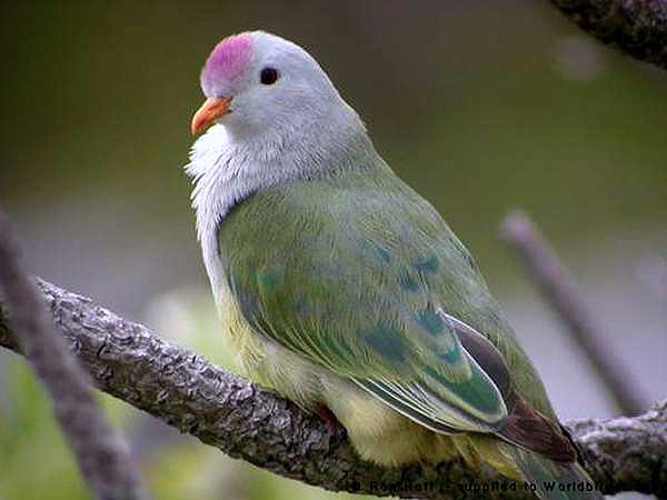 a_london_pigeon's tweet photo. The Atoll Fruit Dove (Ptilinopus coralensis) inhabits the islands of the Tuamotu Archipelago #French_Polynesia #South_Pacific_Ocean https://t.co/qcZ4HoQtnF