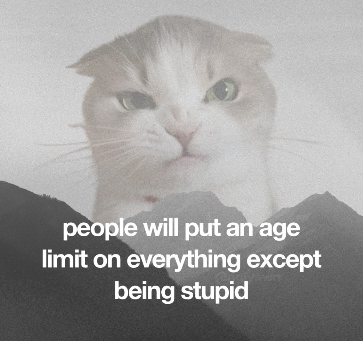 literallymecats's tweet photo. https://t.co/rvbK7fEWcL