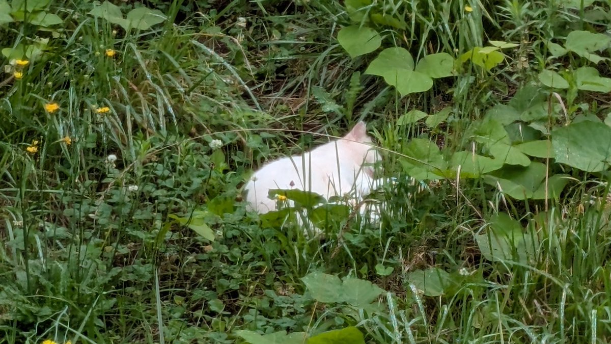ito3721's tweet photo. 🙀野良猫のシロは朝露で濡れた野原で寝てます😿リンリンは自分の���ットで寝てます😸
#野良猫 ＃シロ #猫のいる暮らし https://t.co/EJ328B6WKY