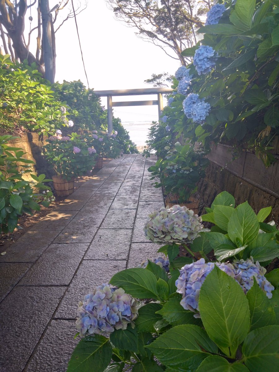 non_non_rich's tweet photo. 紫陽花まだ咲いてたー https://t.co/VGUYFuTm5G