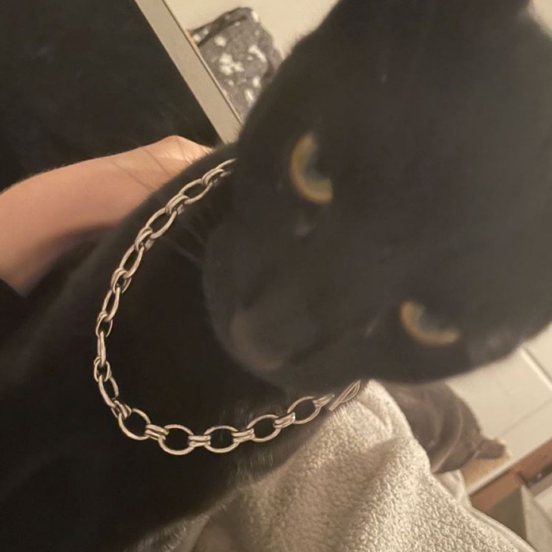 Punch Cat tweet media