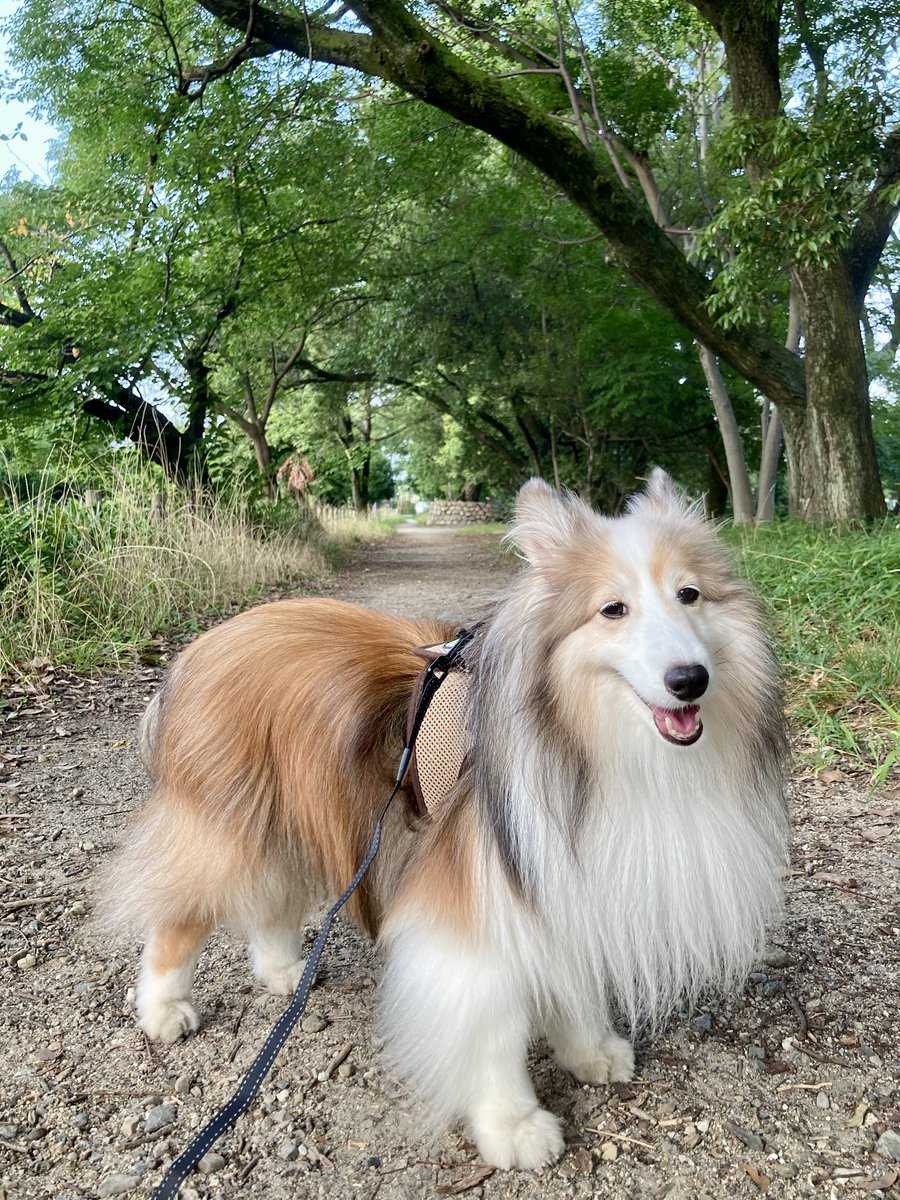bell0515's tweet photo. 今日の朝のお散歩は、近くの神社まで。
涼しい時間帯に行ったけど、それでも暑かったねぇ💦

#朝のお散歩 #今日のレオン #シェルティ #shetlandsheepdog https://t.co/keDlcs6mp9