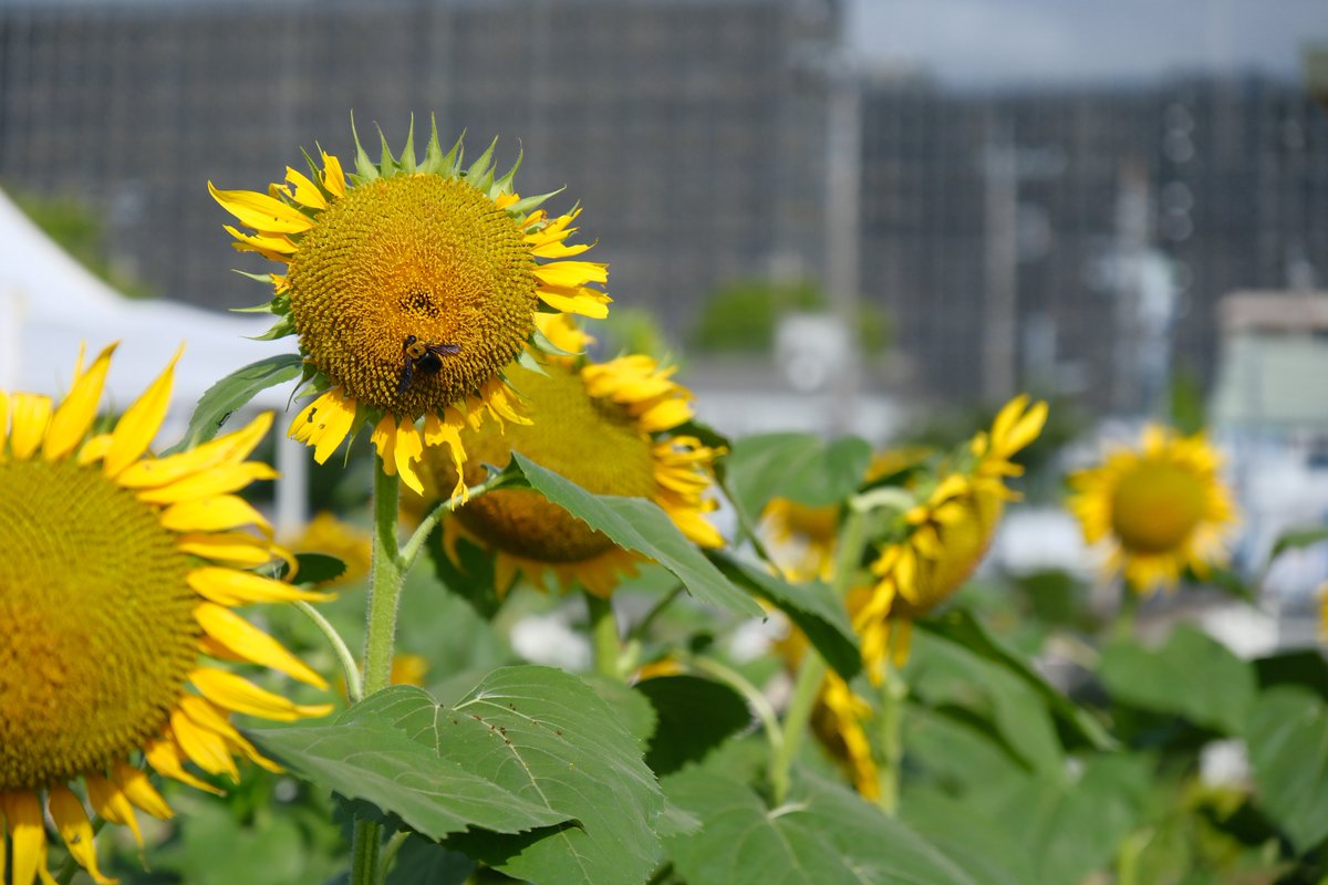 近所のひまわり🌻畑 #XE5 #XF1655ii #XF1655F28II #fujifilm_xseries