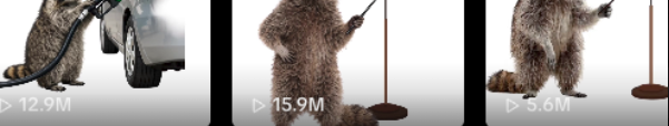 WYZ_0X's tweet photo. there is a finance raccoon page thats viral on tiktok  if you look at the engagement it gets, pretty wild  reminds me of the ape finance channel

https://t.co/G6GzMeTQVV https://t.co/LJezTf4ioJ