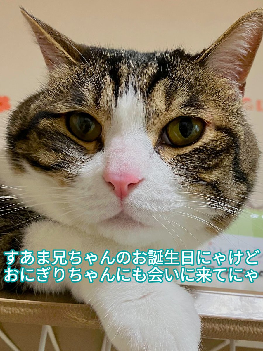 wanekocafe's tweet photo. 😺おはようございます😺本日7月19日は「すあま君お誕生日イベント」2日目です。今日は12時から営業します🥰 https://t.co/9Z4Hecsw8F