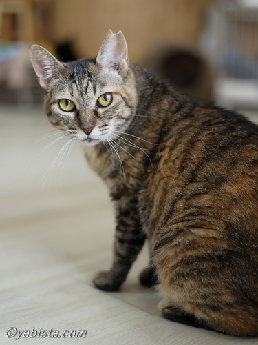 yebista's tweet photo. 横浜市東戸塚の
譲渡型保護猫カフェ
#保護猫カフェ猫の森

ベリーちゃん

#里親募集 https://t.co/g4odxrqZTu