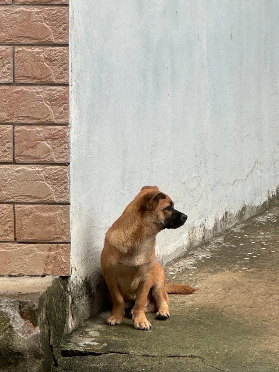 CXJn6EFvuPBkfHs's tweet photo. Nothing beats coming home to your furry friend waiting by the door  Warming hearts one wag at a time! https://t.co/SXdoKShCAg