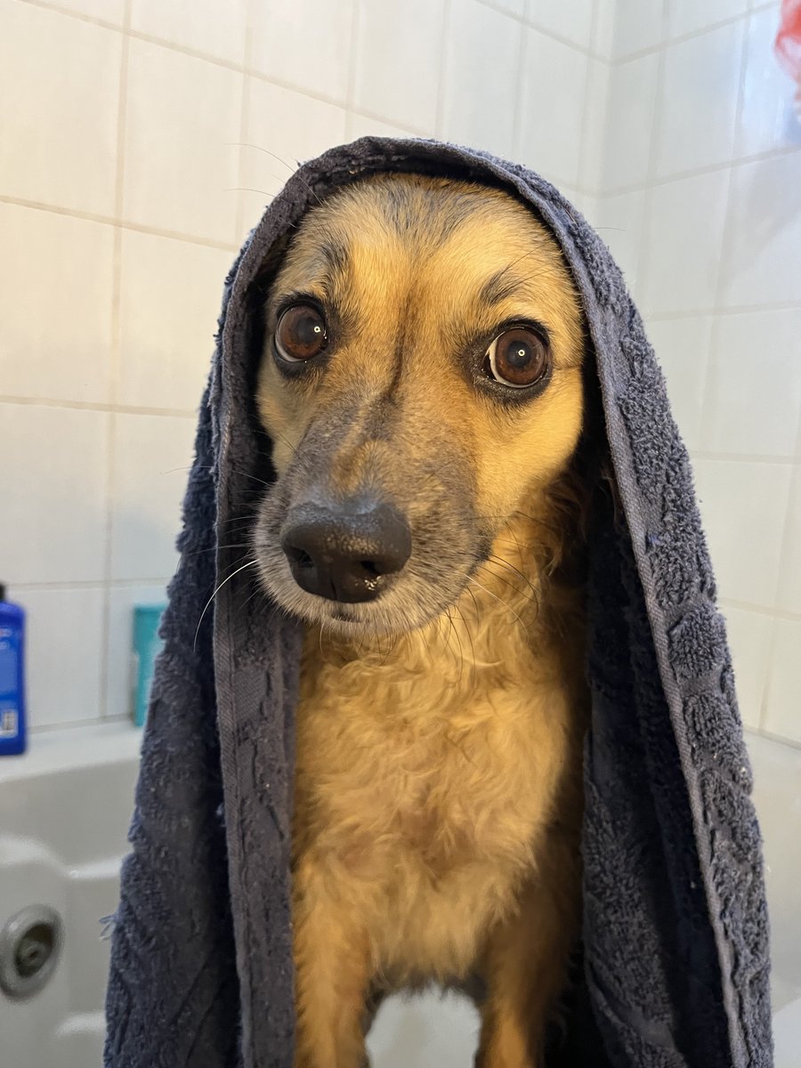thiagochareti's tweet photo. Ontem postei foto da minha cachorra saindo do banho… 

hoje transformaram ela em crente kkkk https://t.co/4SwxsXoMsZ