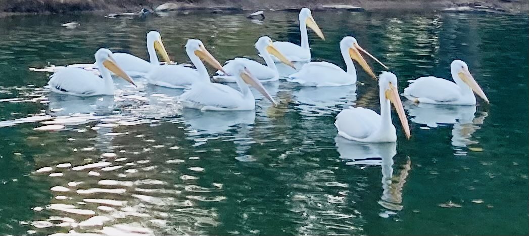 AestheteMM's tweet photo. Afternoon, lovelies

Hope everyone’s having a relaxing and joyful Saturday🐣

“Visitors at a Duck Lake Campground”

#birds #pelicans #photos https://t.co/Ppcoi0a6zU