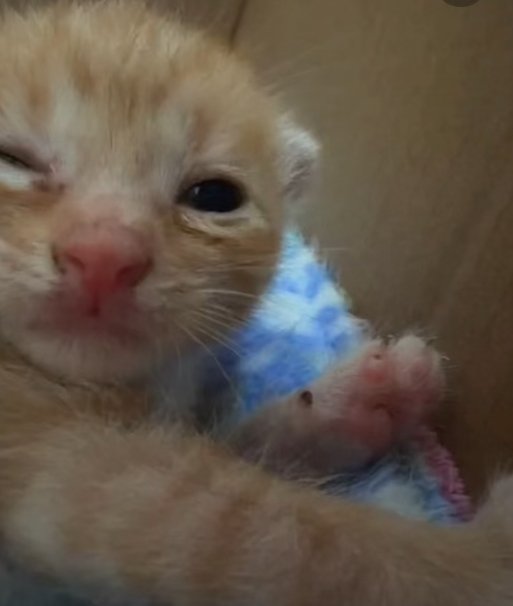 stickydacat's tweet photo. Why did u wake me up :( https://t.co/PU8GKgEV5W