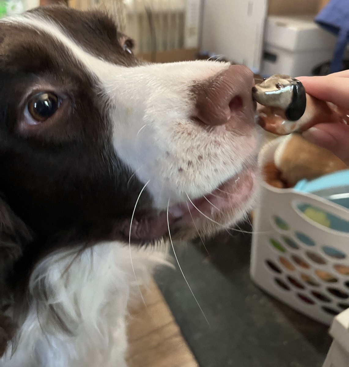 ieatrpf's tweet photo. II got this little ceramic puppy at the farmers market https://t.co/O0pt8uUVmM