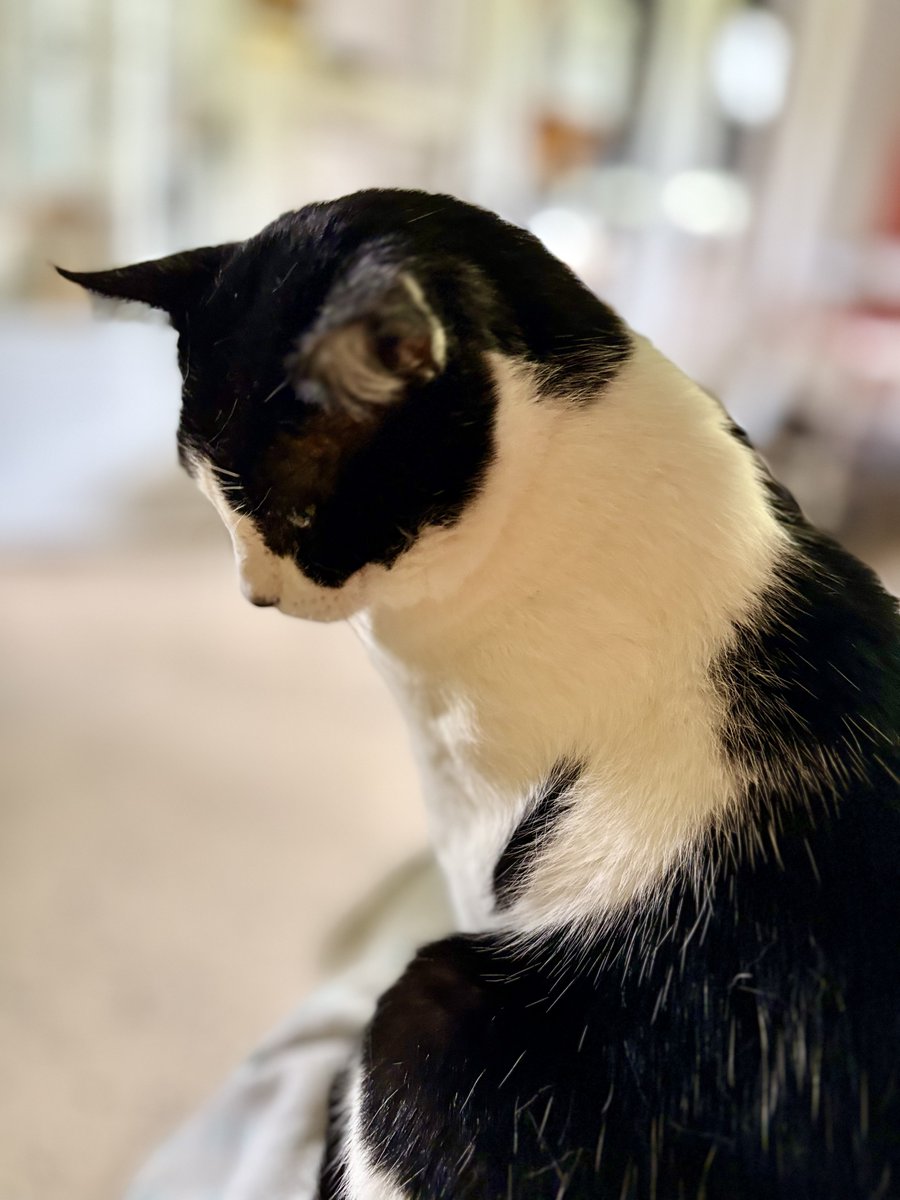 RappCatsAdopt tweet picture