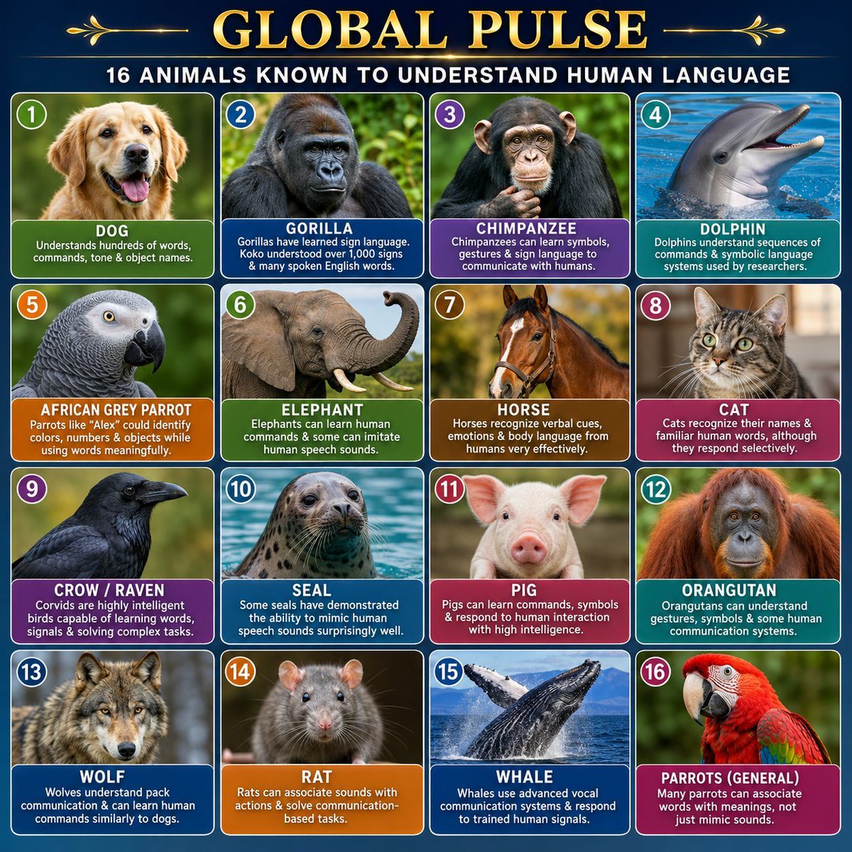 Globalstats_77's tweet photo. Animals That Can Understand Human Language

❶ 🐕 Dog
❷ 🦍 Gorilla
❸ 🐒 Chimpanzee
❹ 🐬 Dolphin
❺ 🦜 African Grey Parrot
❻ 🐘 Elephant
❼ 🐎 Horse
❽ 🐈 Cat
❾ 🐦 Crow / Raven
❿ 🦭 Seal
⓫ 🐖 Pig
⓬ 🦧 Orangutan
⓭ 🐺 Wolf
⓮ 🐀 Rat
⓯ 🐋 Whale
⓰ 🦜 Parrots (General) https://t.co/s9rQ6mKI7x