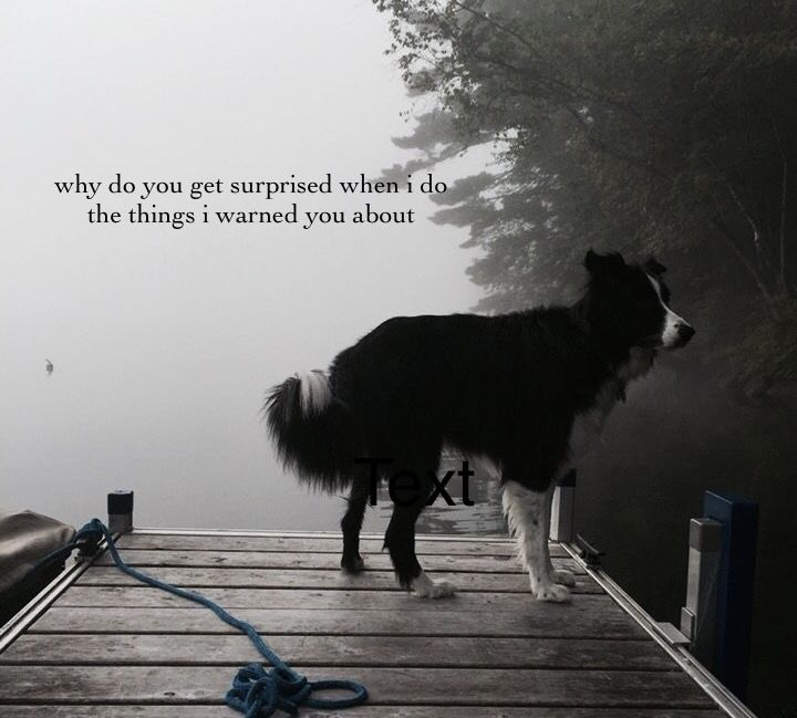 DoggyPosting's tweet photo. https://t.co/bieUG8YliT