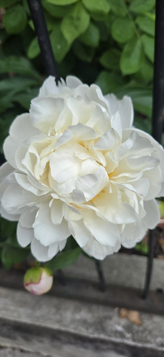 Jithyadanesh's tweet photo. @ViewFromShikhar A white one... https://t.co/7mL1tUfOUZ
