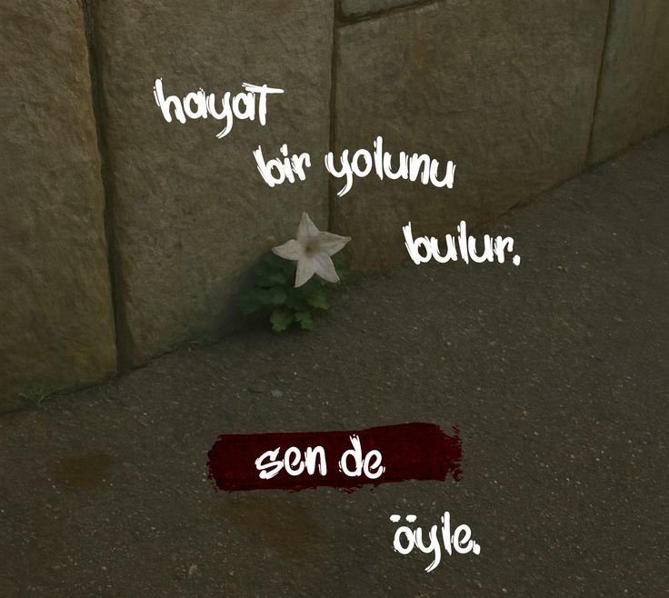birteraphy's tweet photo. hayat bir yolunu bulur https://t.co/EYuf8nZlZL