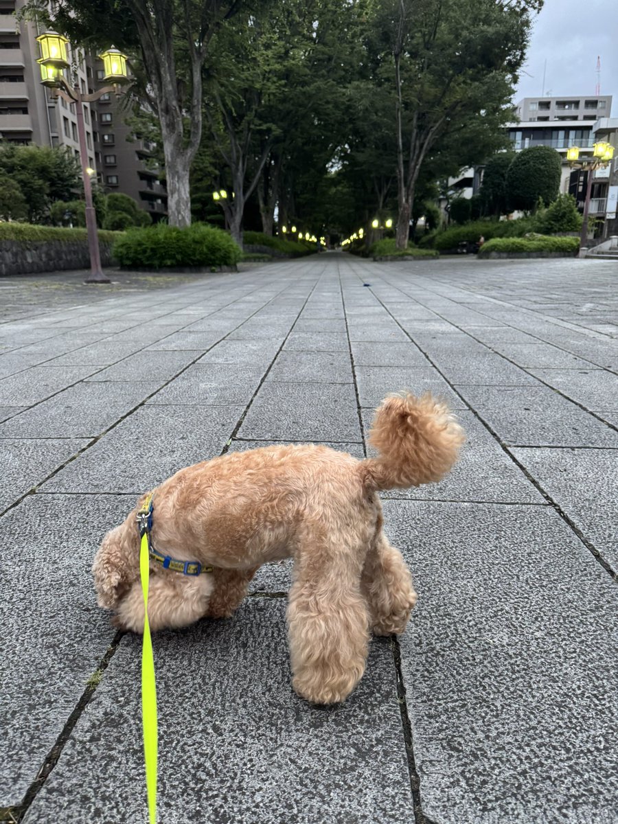 Haijima_Emma's tweet photo. 🐶おはようございます٩( ᐛ )و
日曜日の朝の散歩へ行って来ました♪
早朝からパトカーのサイレンが鳴り響く駅周辺🚓お巡りさんには連休とか日曜とか関係ないですからね。またインフラや物流、医療関係等のみなさま。お疲れさまです。私も仕事です。
元気にいきましょう🥰
今日もよろしくお願いします。 https://t.co/MBMvGYVQu1