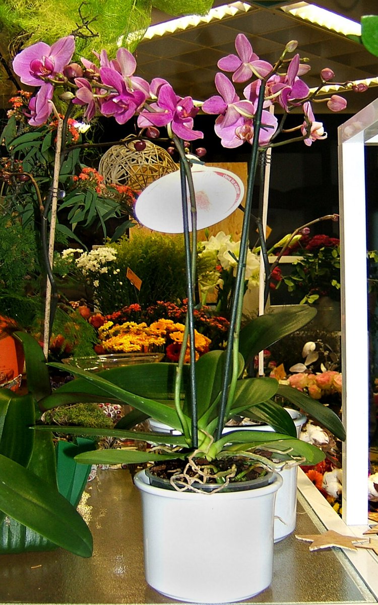EnjoyerOfSharks's tweet photo. adding onto this I think the mantis NPCs are orchids that became literal orchid mantises https://t.co/yPeu31vhpJ