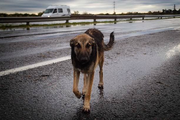 AntonioAcuaPani's tweet photo. Lejos de ser un descuido, abandonar a un perro en plena carretera es un acto de pura crueldad, convirtiéndolo en el blanco inocente de una trampa mortal. https://t.co/1yvYHnANJp