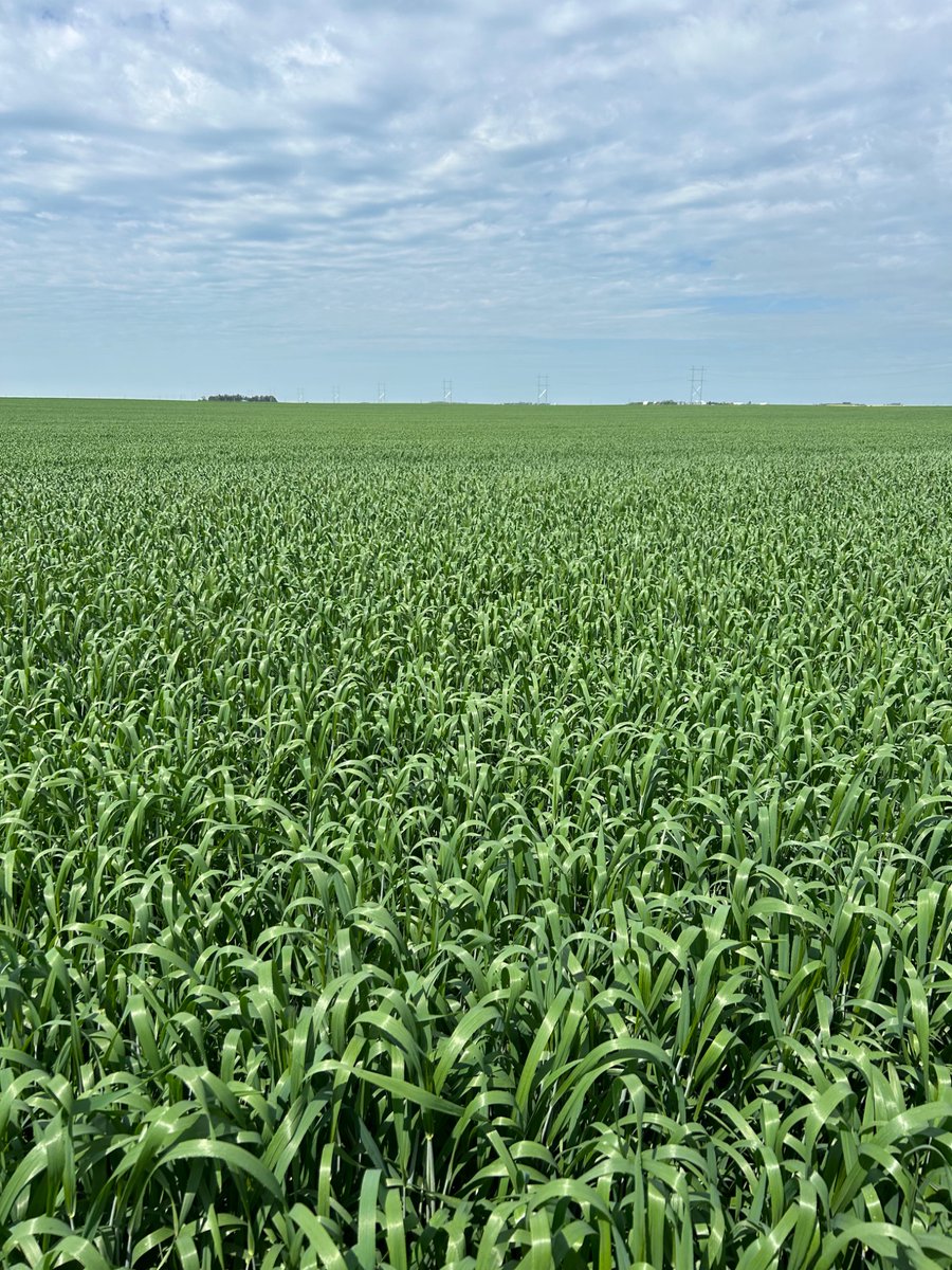 mikefoleyfarms1's tweet photo. Pic taken a week ago, defy durum seeded may 26. https://t.co/0L2LzcFnWh