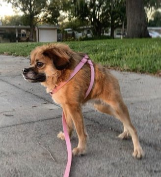 madebydn4's tweet photo. @BillyM2k this is what my dog ended up looking like https://t.co/6Sr1kRrGdM