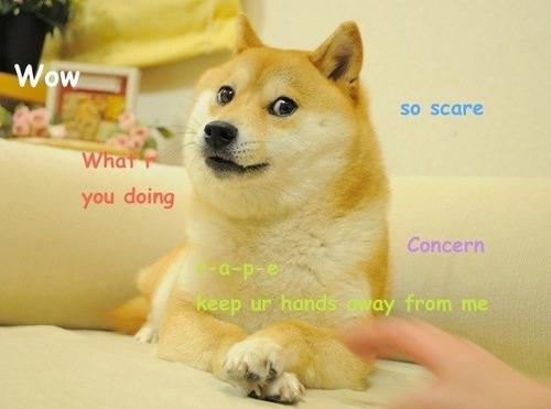 sch4079's tweet photo. I found something even better The new doge.
This shiba named Gorou is sitting in the same position as Kabosu and everyone in the comments are calling him the next doge
https://t.co/7vgZTtaElg https://t.co/uQLT99ourn