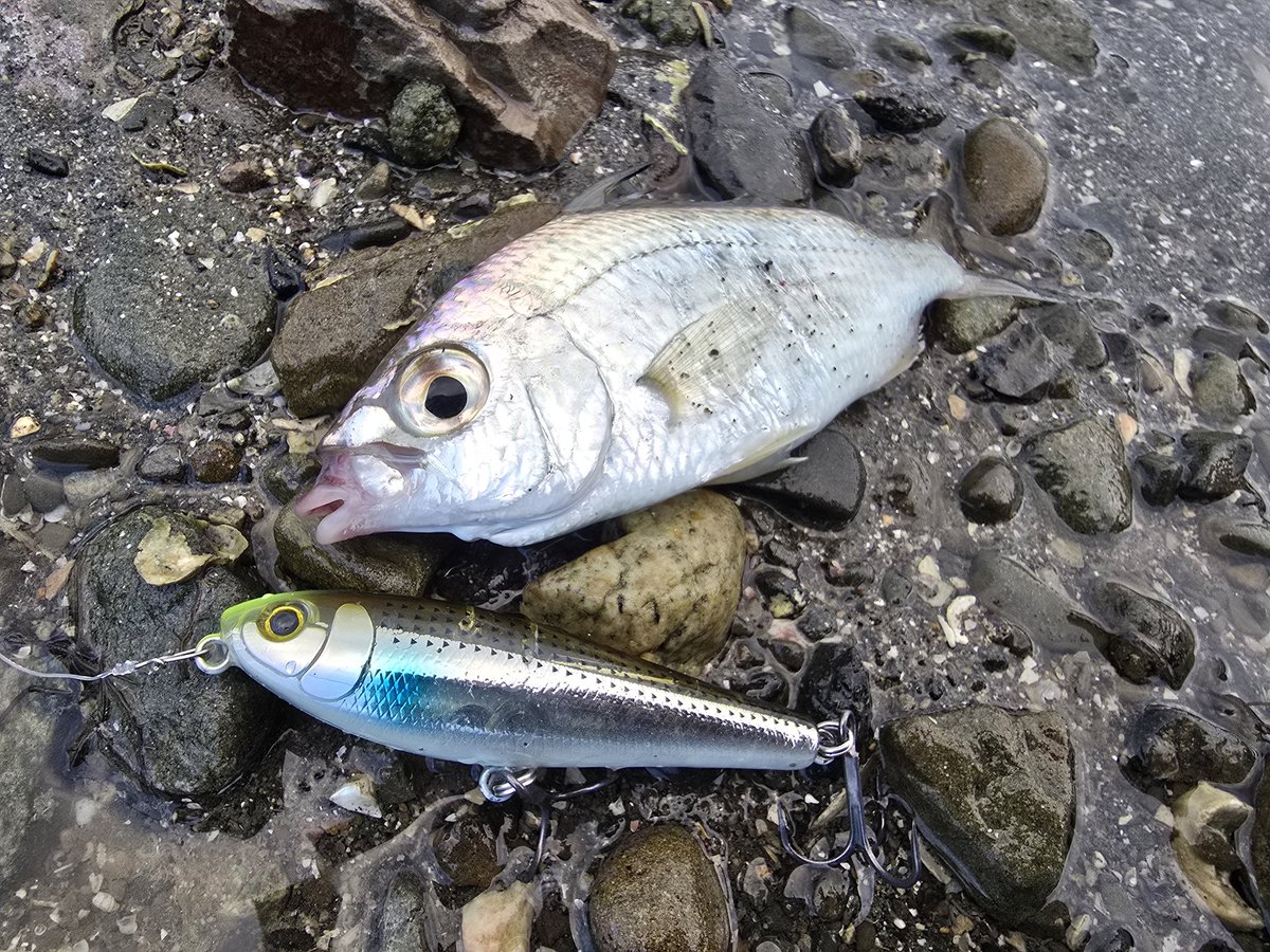 anglife777's tweet photo. 今日は何ヶ月ぶりにのんびり自分の釣りができる日🎣
朝からやってます🎣😊
開始早々トップで初めての見るような魚がチェイスしてきたんだけど､クロサギだよね💦 君エサ釣りの魚じゃ無かったのかいꉂ🤣𐤔

足下からファンらしき方からハグ求められたけど､君とはハグしたくないな😅
 #朝トップ https://t.co/zYLCUbJKwf