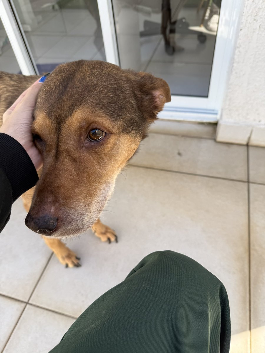 tbhidkidcidgaf's tweet photo. ai rato de laboratório oq q voce faz da vida alem de tuitar usando hashtag ⁉️🤔 
ola galera tudo bem eu cuido d animais mas nao d #ratos mas d #animais ok #medvet #trabalhoescravo #trabalhotwt https://t.co/A95RQ0xZ7F