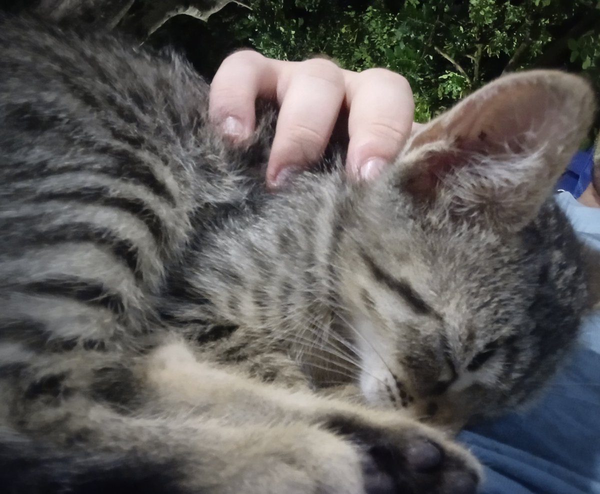 Pietroloz's tweet photo. Hello Twitter mutuals

Low-key forgot I had this account still going

Say hi to the kitty https://t.co/0dEQkfT9KK