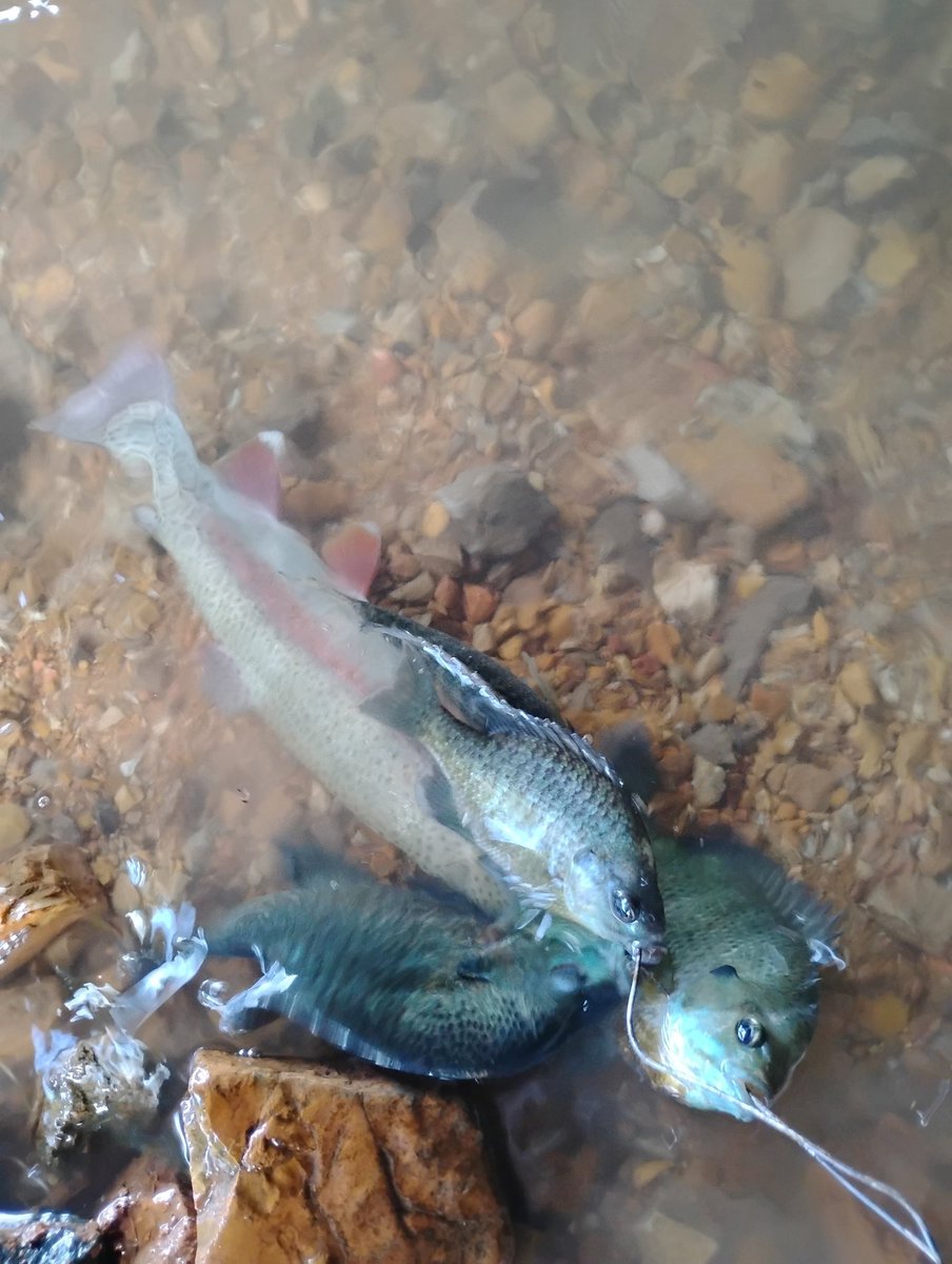 Grantoffgrid54's tweet photo. Got some fishing in kept 5 bluegill and sunfish, one trout bigger one got off smaller one threw back. https://t.co/pRkXzpg25E