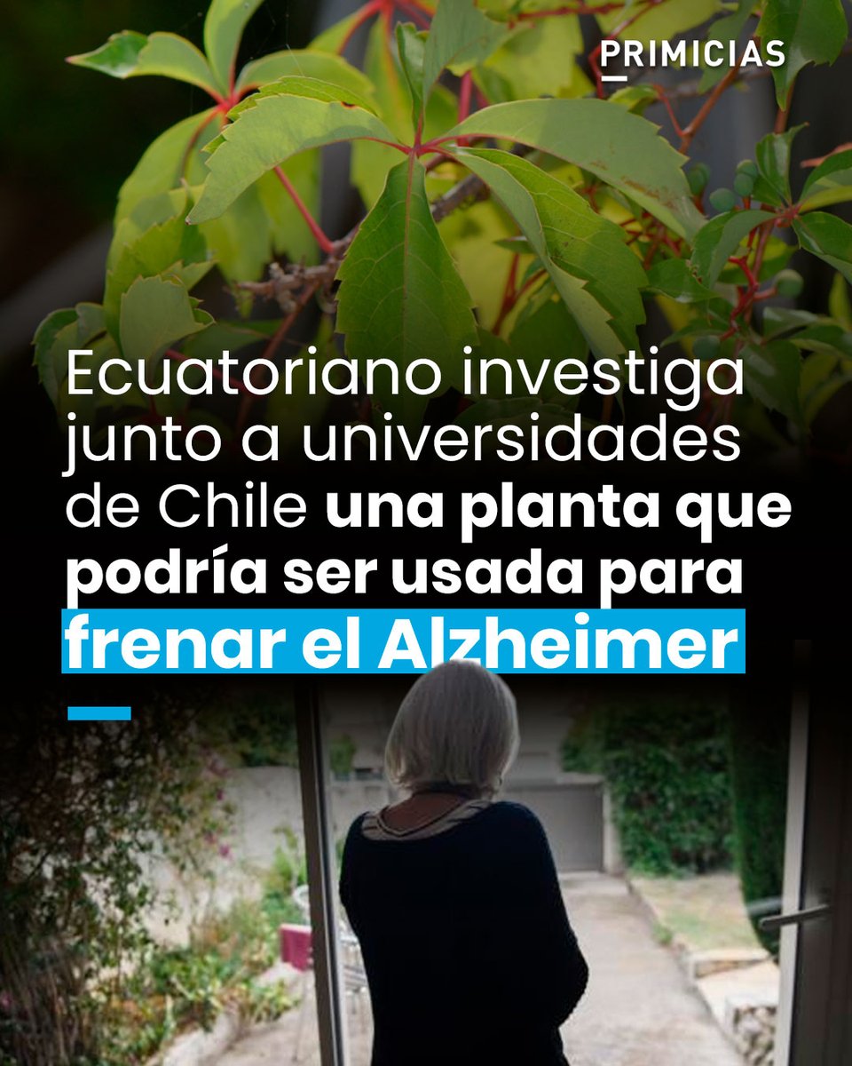 Primicias's tweet photo. El ecuatoriano José León Rojas investiga junto a universidades de Chile una planta ornamental que podría frenar el Alzheimer. https://t.co/QV01QQQ8nl https://t.co/xTfm10PKZS