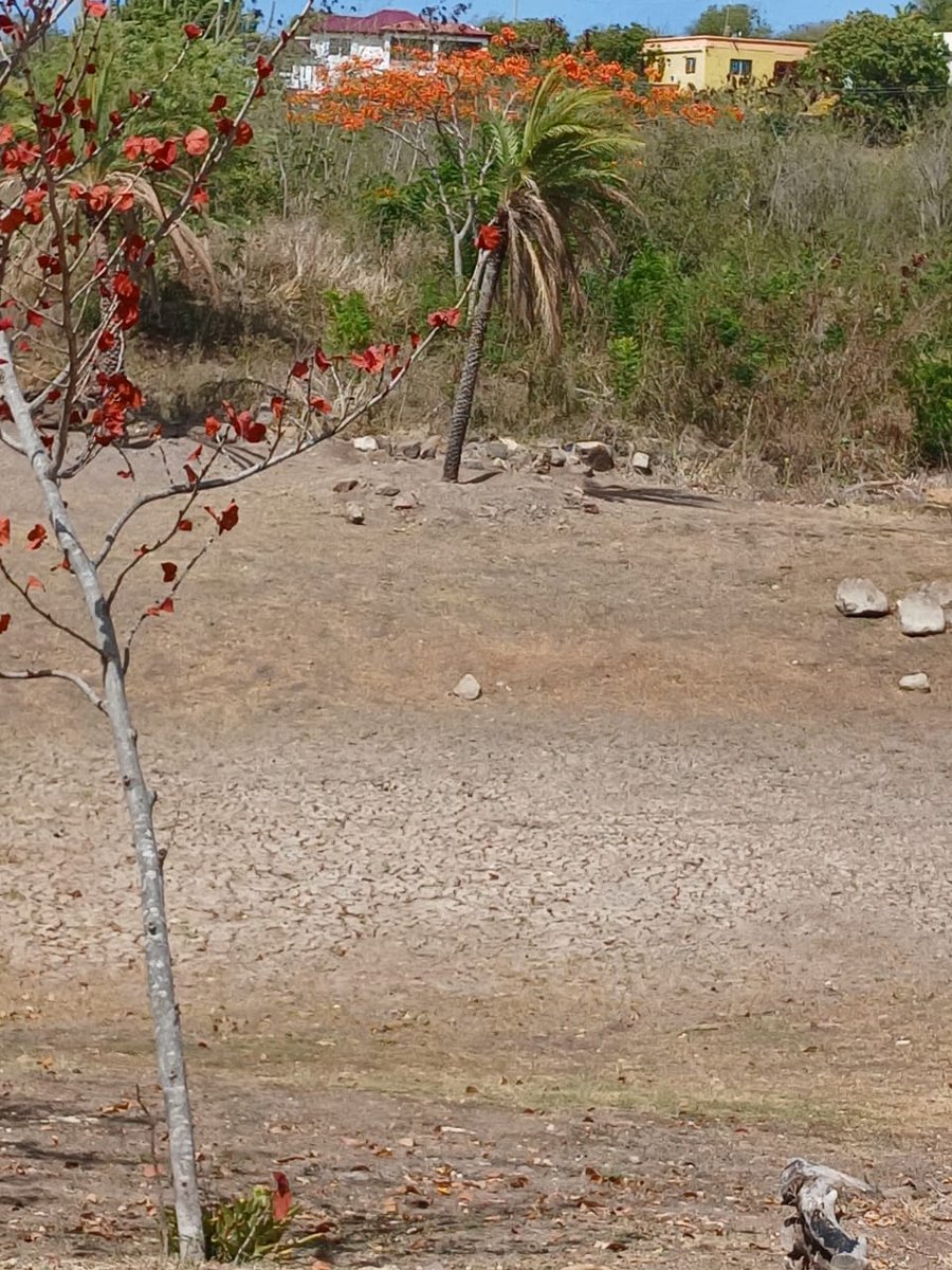 abmetservice's tweet photo. 📸🌞 Dried-Up Pond at Piccadilly, Paradise Road, St. Paul's

This dried-up pond at Piccadilly, Paradise Road in St. Paul's serves as a visible reminder of the dry conditions that have affected parts of Antigua and Barbuda in recent months. https://t.co/CF2s7Y6eEG