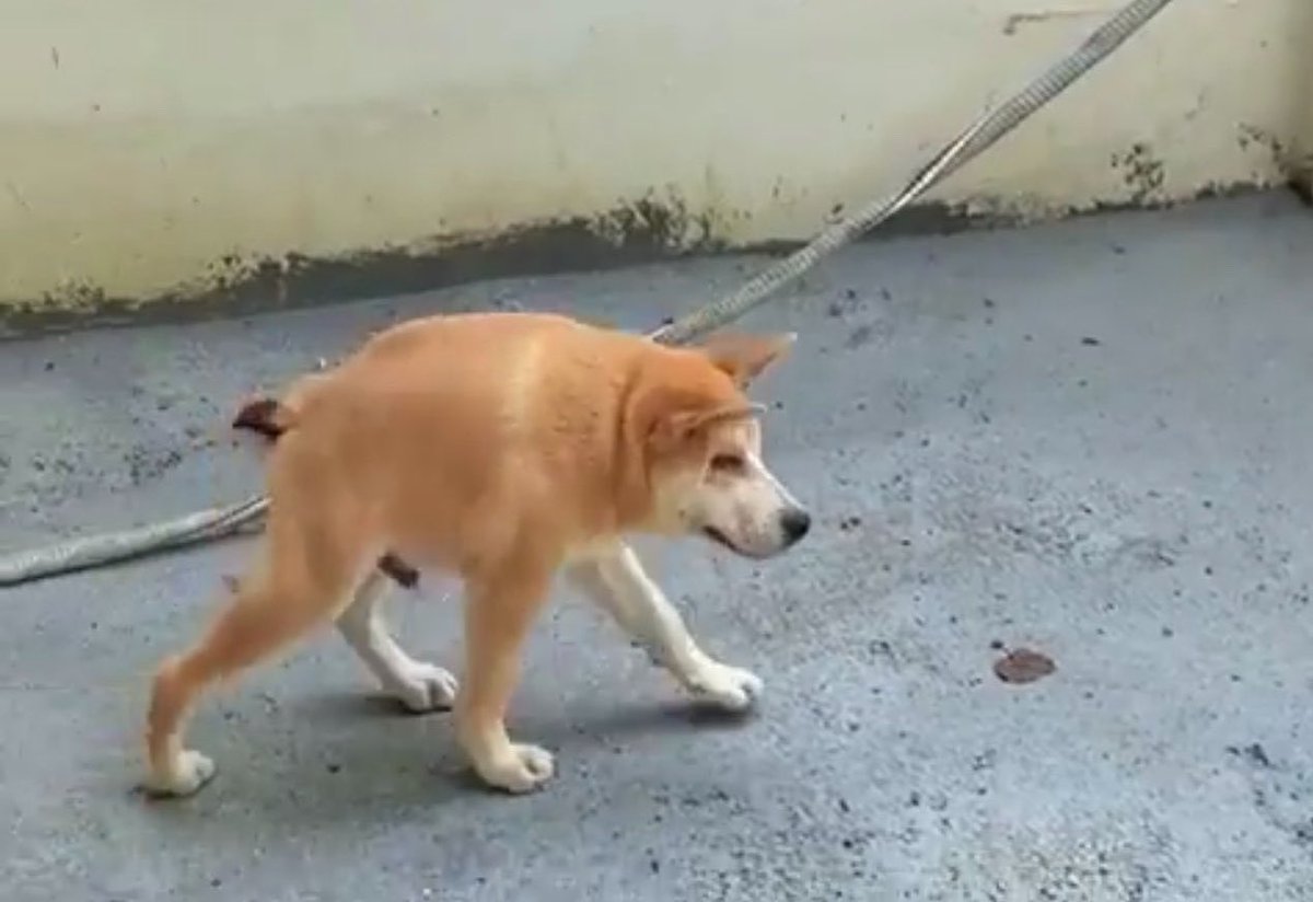 Doggo_CTO's tweet photo. @dogeofficialceo Much wow 🧡 https://t.co/1eIDLhd0Hk
