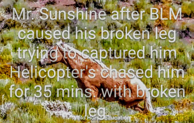 MarrkeeJ's tweet photo. @realofficeofDJT @realDonaldTrump @POTUS @Interior @DougBurgum @BLMNational @JoeLombardoNV @JDVance
@VP @SpeakerJohnson @HouseGOP @HouseDemocrats @CNN @ABC @NBCNews @KTVN
THIS IS WHAT YOU PEOPLE DO..ITS CALLED MURDER...OF AMERICA'S WILD HORSES. ONE OF MANY BLM HAS MURDERED. https://t.co/fQEfI84o2f